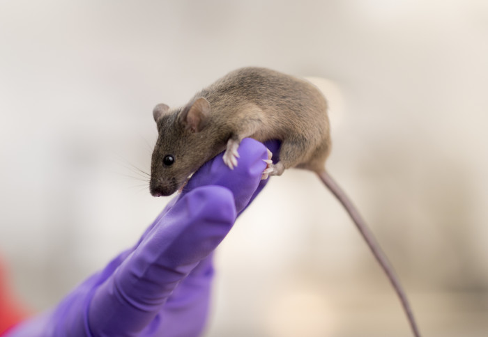 Mouse on a gloved hand
