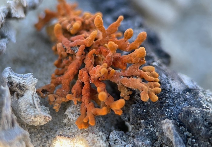 Orange lichen growing on a tree branch