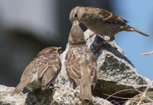 Being friendly but not too friendly helps sparrows breed successfully