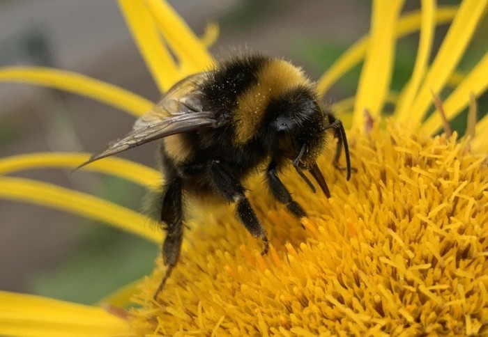 A bumblebee on a yellow flower
