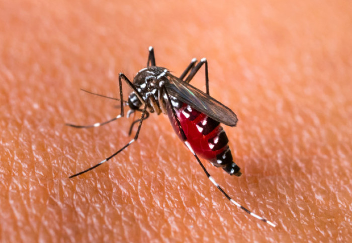 A mosquito - the vector for chikungunya
