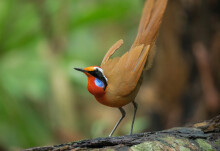 How forest fragmentation affects birds depends on their wings
