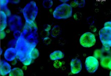 New Organoid Facility for cutting-edge disease modelling and precision medicine