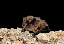 Monitoring British bats can help identify coronaviruses with pathogen potential