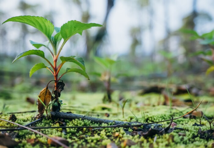 A small tree sapling growing on moss covered ground