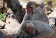 Study shows same-sex behaviour is widespread and heritable in macaque monkeys