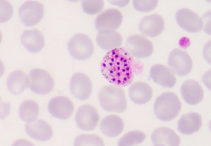 malaria parasite