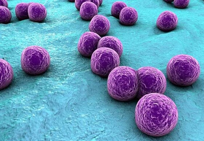 Image of Staphylococcus aureus