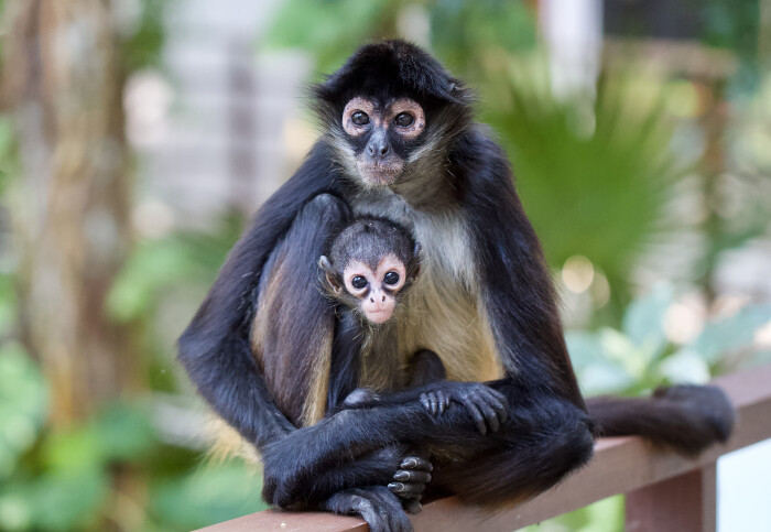 Adult and baby spider monkeys