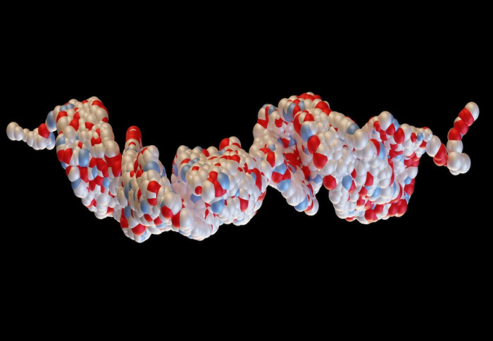 3D rendering of Glucagon-like peptide 1 (GLP1, 7-36) molecule