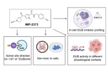 A Small Molecule Probe Offers New Insights into Deubiquitinase Biology