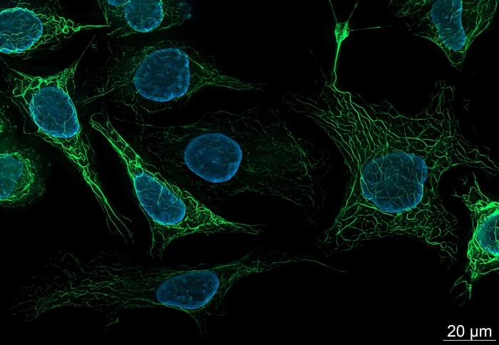 Human-derived cells, stained with green and blue fluorescent dyes. Image attribution: ZEISS Microscopy from Germany.