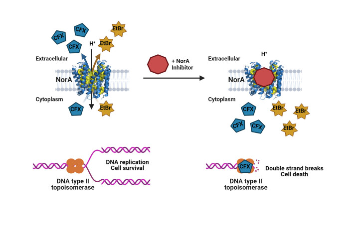 NorA and inhibitors