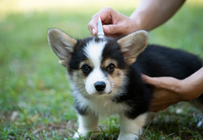 A puppy receiving a spot-on treatment