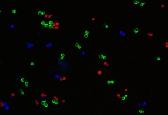 Microscope image of lots of dots which glow either red, green, or blue