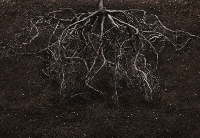 Roots in soil