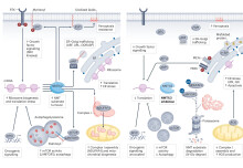 Nature Reviews Cancer: Protein Lipidation