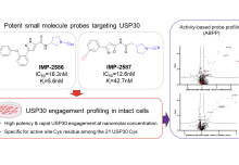 First small molecule activity-based probes for USP30 discovered