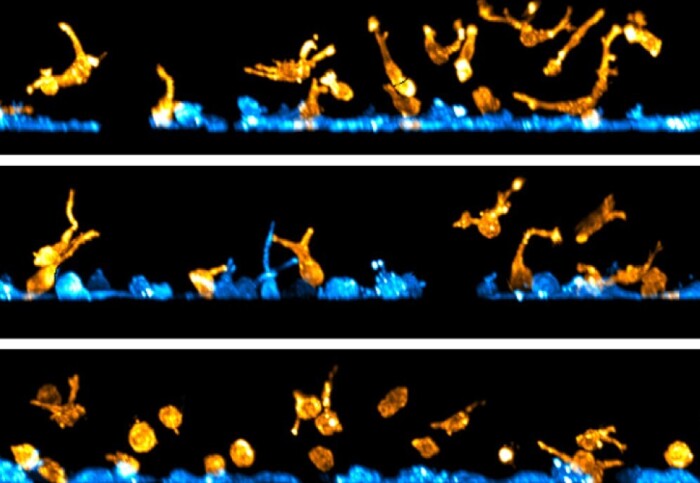 Rows of cells highlighted in yellow and blue