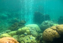 Coral reef microbes point to new way to assess ecosystem health