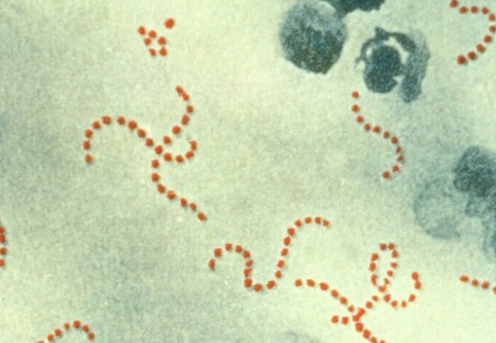 Strep A / Streptococcus pyogenes bacteria
