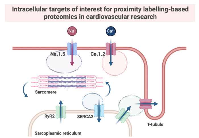 Intracellular targets of interest for proximity labelling-based proteomics