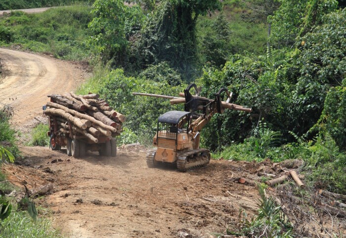 Logging trucks on a dirt road in a rainforest
