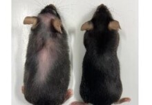 Turning off inflammatory protein extends healthy lifespan in mice