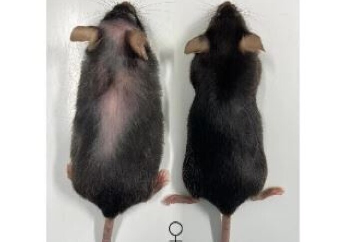 Turning off inflammatory protein extends healthy lifespan in mice