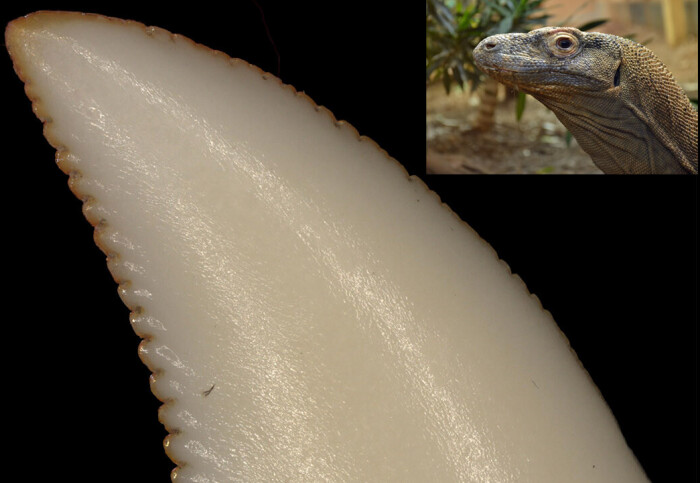 A large image of a Komodo Dragon tooth and a small image of a Komodo Dragon