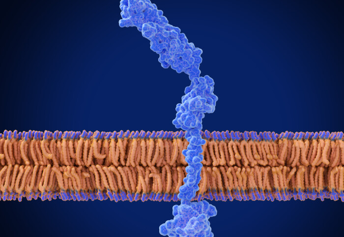 Illustration of a receptor for advanced glycation endproducts (RAGE) embedded in a cell membrane.