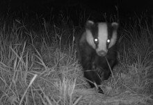 Farmer-led badger vaccination could revolutionise mission to tackle bovine TB