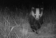 Farmer-led badger vaccination could revolutionise mission to tackle ...