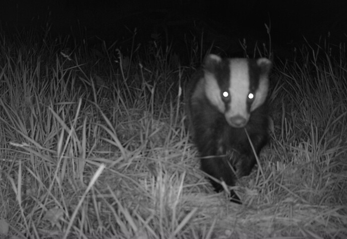 Black and white photo of a badger in grass