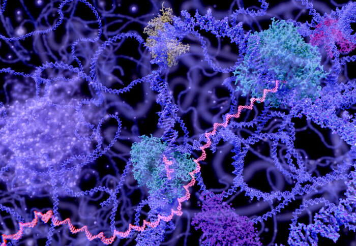 Microscope image of cell structures