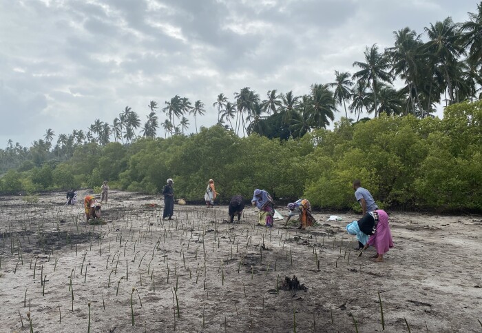 People planting seedlings in muddy ground