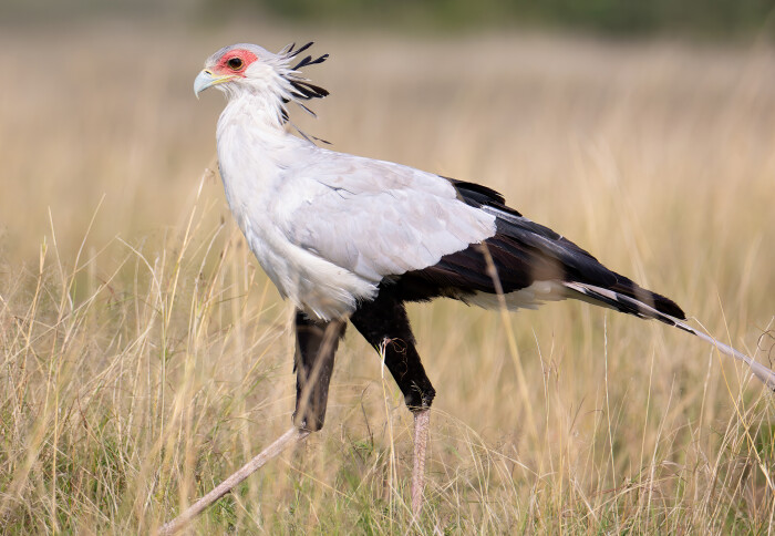 A secretary bird, one of the animals identified within 'EDGE' zones