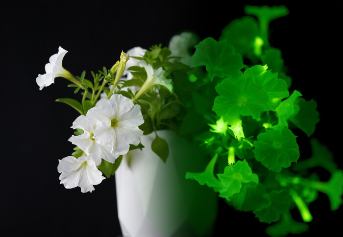 a pot of petunias exhibiting bioluminescence