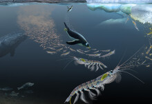 Antarctic krill can lock away similar levels of carbon as seagrass and mangroves