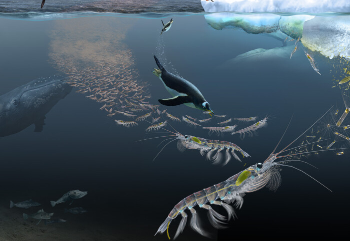 Illustration of krill in the ocean surrounded by penguins and whales