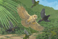 True global impact of human-driven bird extinctions far greater than ...