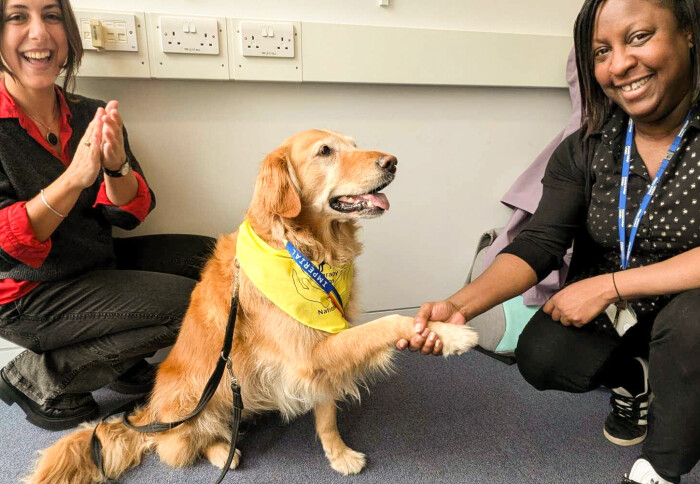 Holly, the therapy dog, is shaking her paw as she's presented with her own staff ID card.