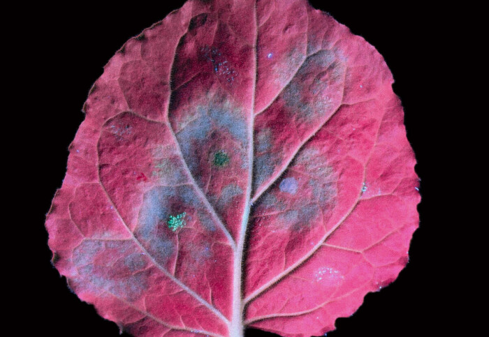 A leaf coloured pink with purple and turquoise patches