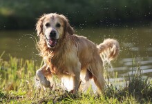 Hampstead Heath ponds where dogs swim contaminated with ...