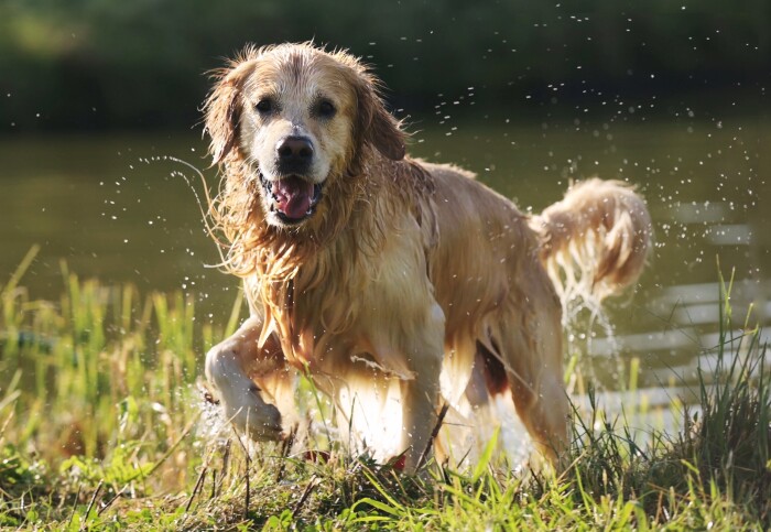 Golden retriever emerging soggy from a pond