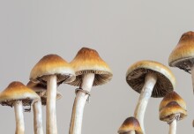 Innovative trial will use psilocybin to target relapse in opioid addiction 