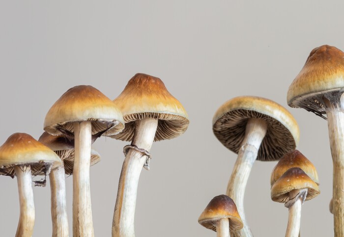 Psilocybin mushrooms