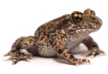 New funding to crack the “sugar code” in the amphibian skin microbiome 