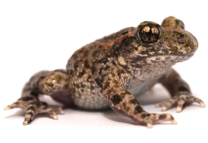 The common midwife toad (Alytes obstetricans). Photo credit Phillip Jervis