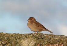 Cheating sparrows and plant defences: News from Imperial